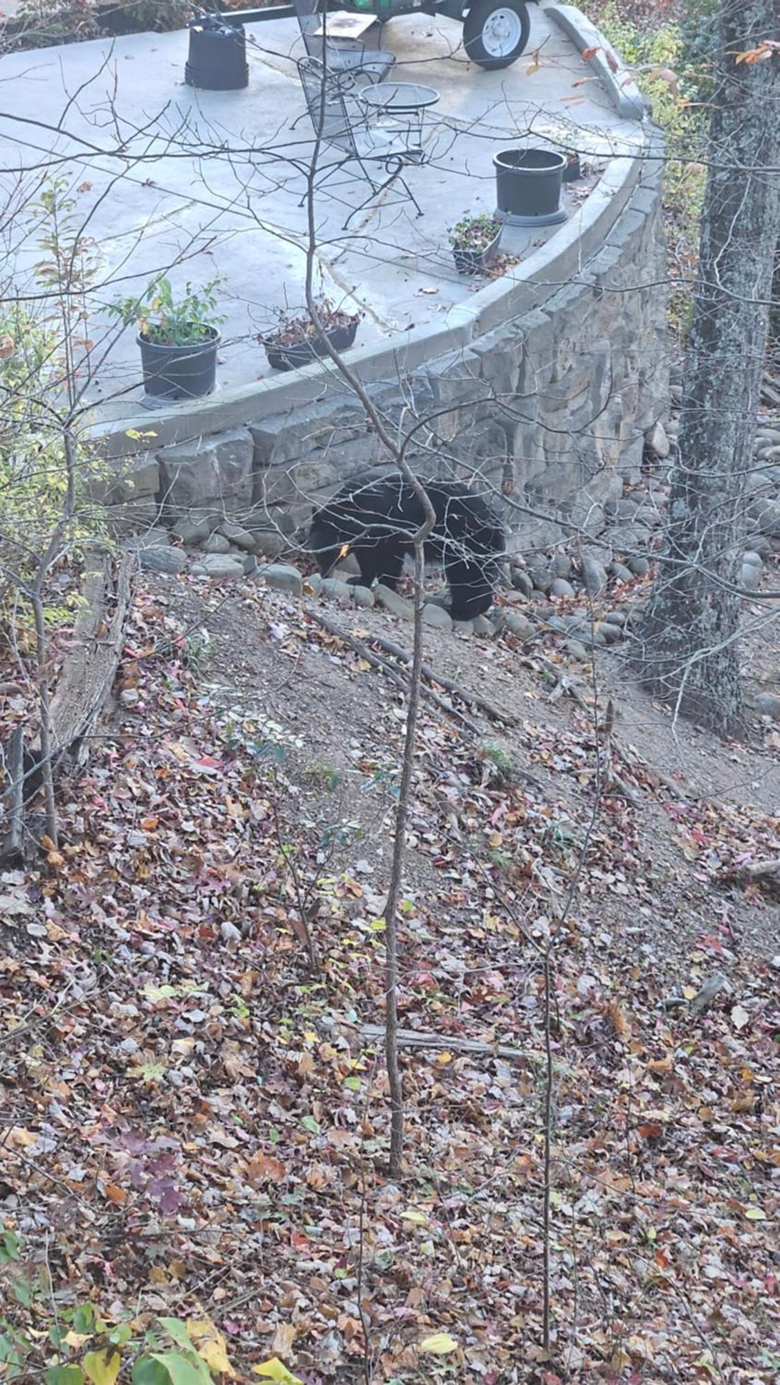 Southern Oak At Chalet Village - 5 Minutes From Gatlinburg And National Park Eksteriør bilde