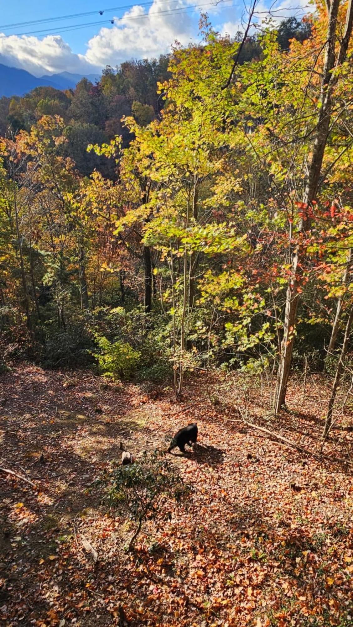 Southern Oak At Chalet Village - 5 Minutes From Gatlinburg And National Park Eksteriør bilde